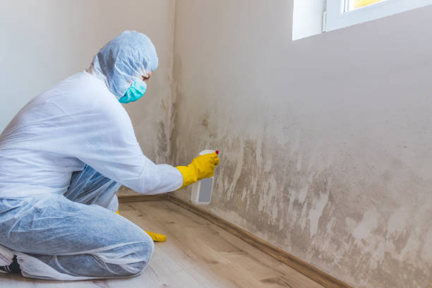 Licensed Basement Mold Remediation service in Clinton, MD - Car Mold Remediation