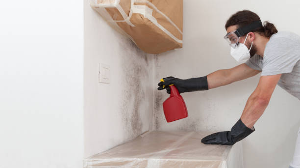 Professional Basement Mold Remediation technician working in Clinton, MD