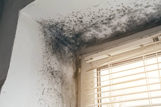 Affordable Basement Mold Remediation solutions in Clinton, MD