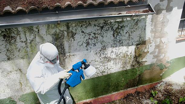 Top rated local Basement Mold Remediation specialists in Clinton, MD